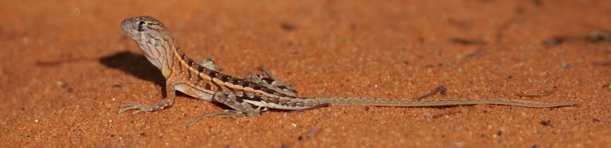 Reptiles - ML646042032