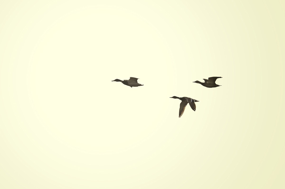 Mallard - ML646042033