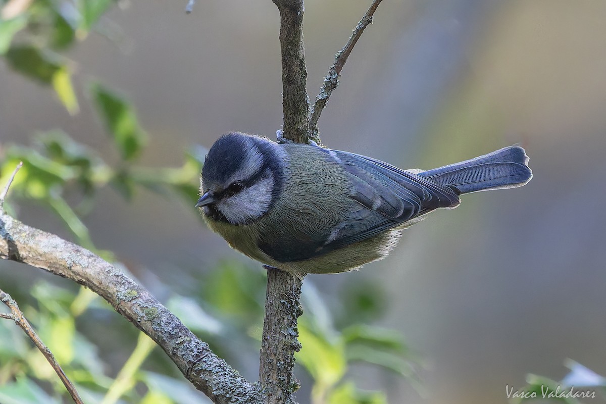 Herrerillo Común - ML646042034