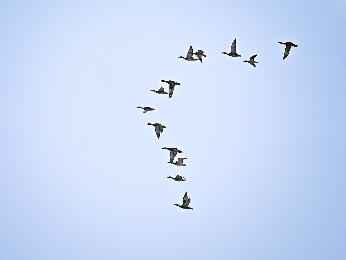 Gadwall - ML646042040