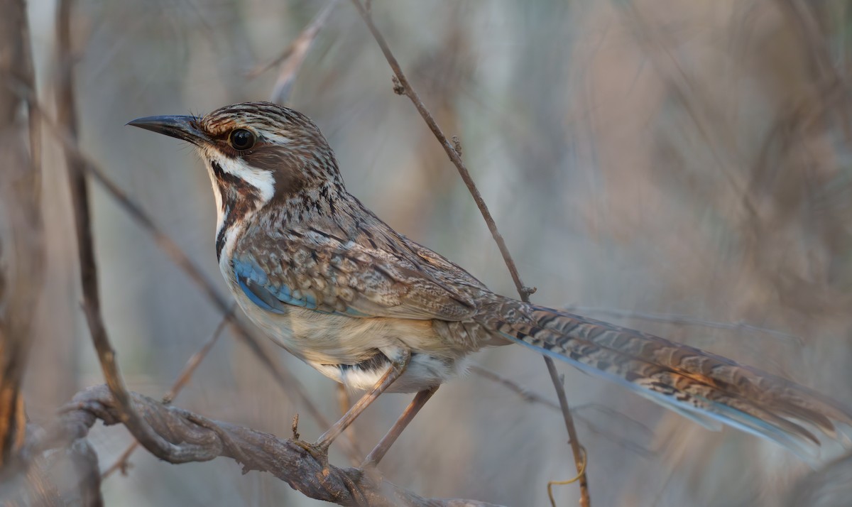 Long-tailed Ground-Roller - ML646042042