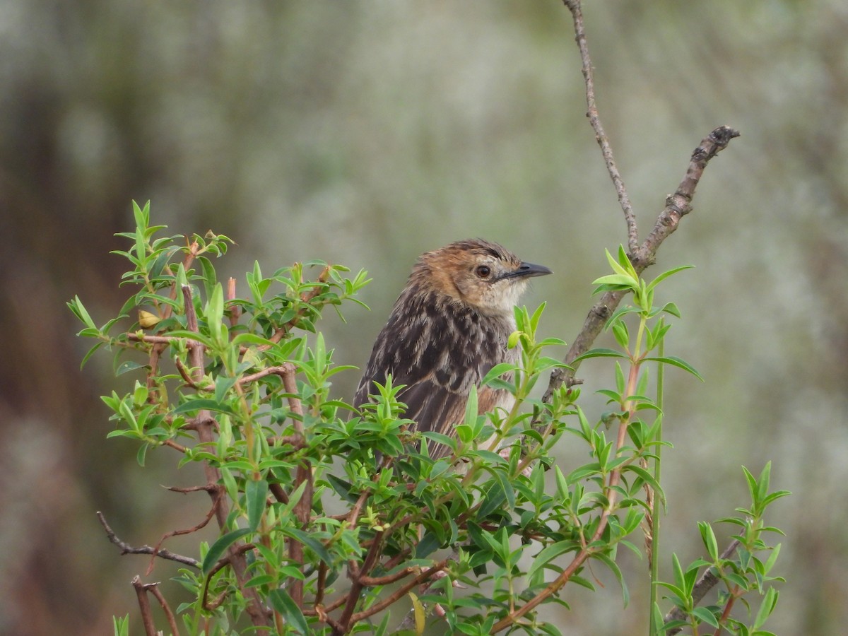 Levaillant's Cisticola - ML646042044