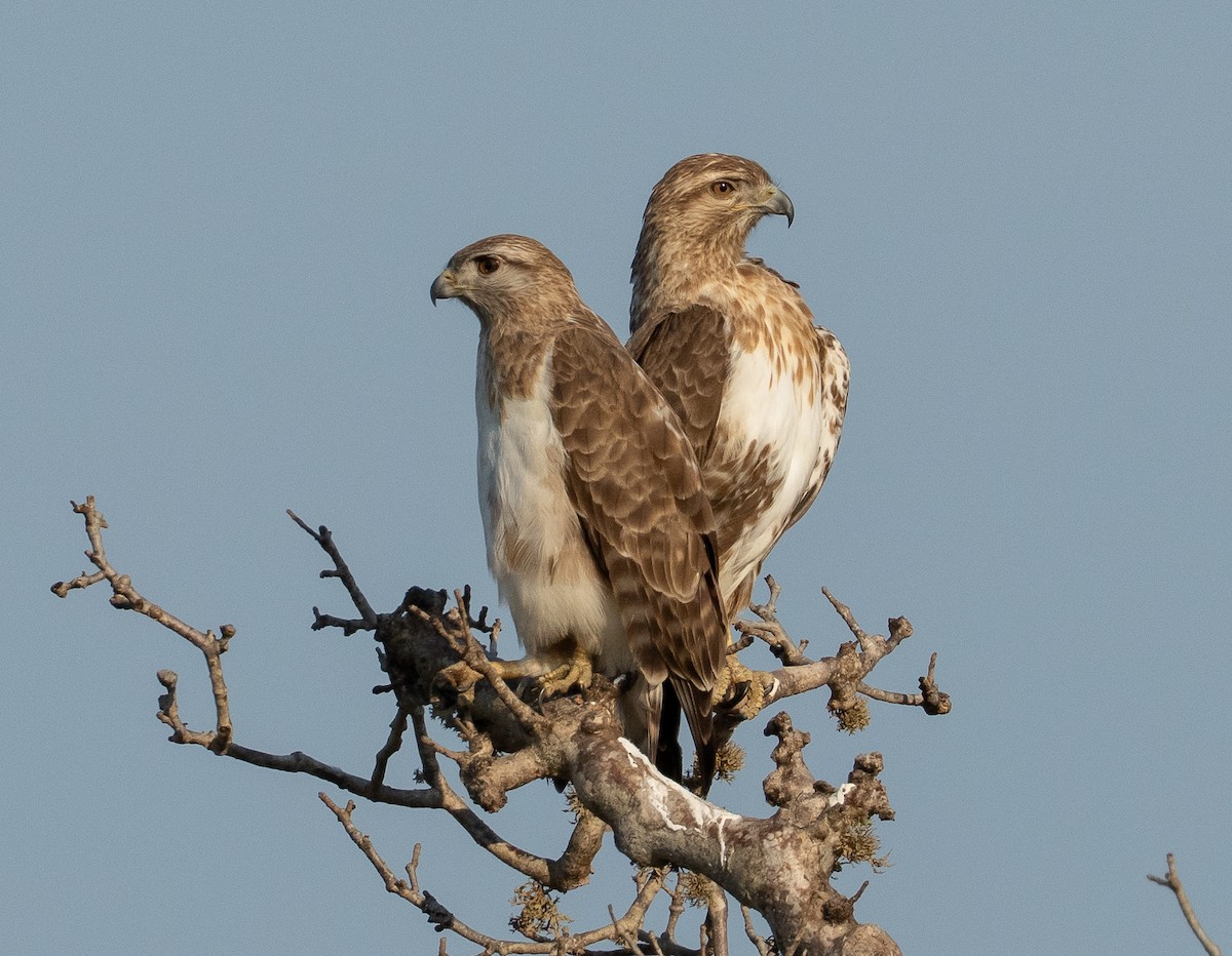 Madagascar Cuckoo-Hawk - ML646042045