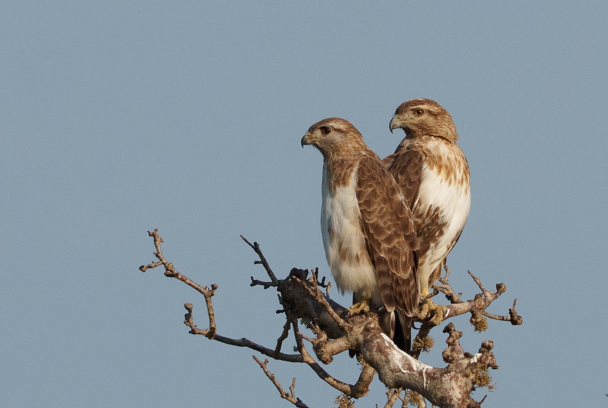Madagascar Cuckoo-Hawk - ML646042046