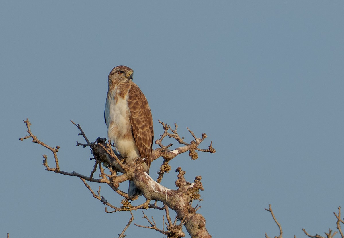 Madagascar Cuckoo-Hawk - ML646042047