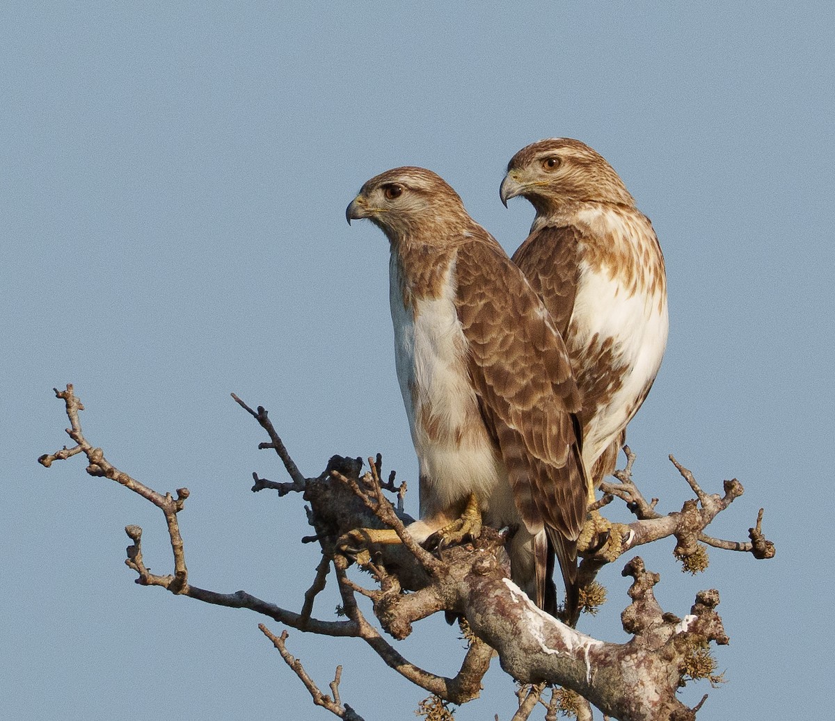 Madagascar Cuckoo-Hawk - ML646042048