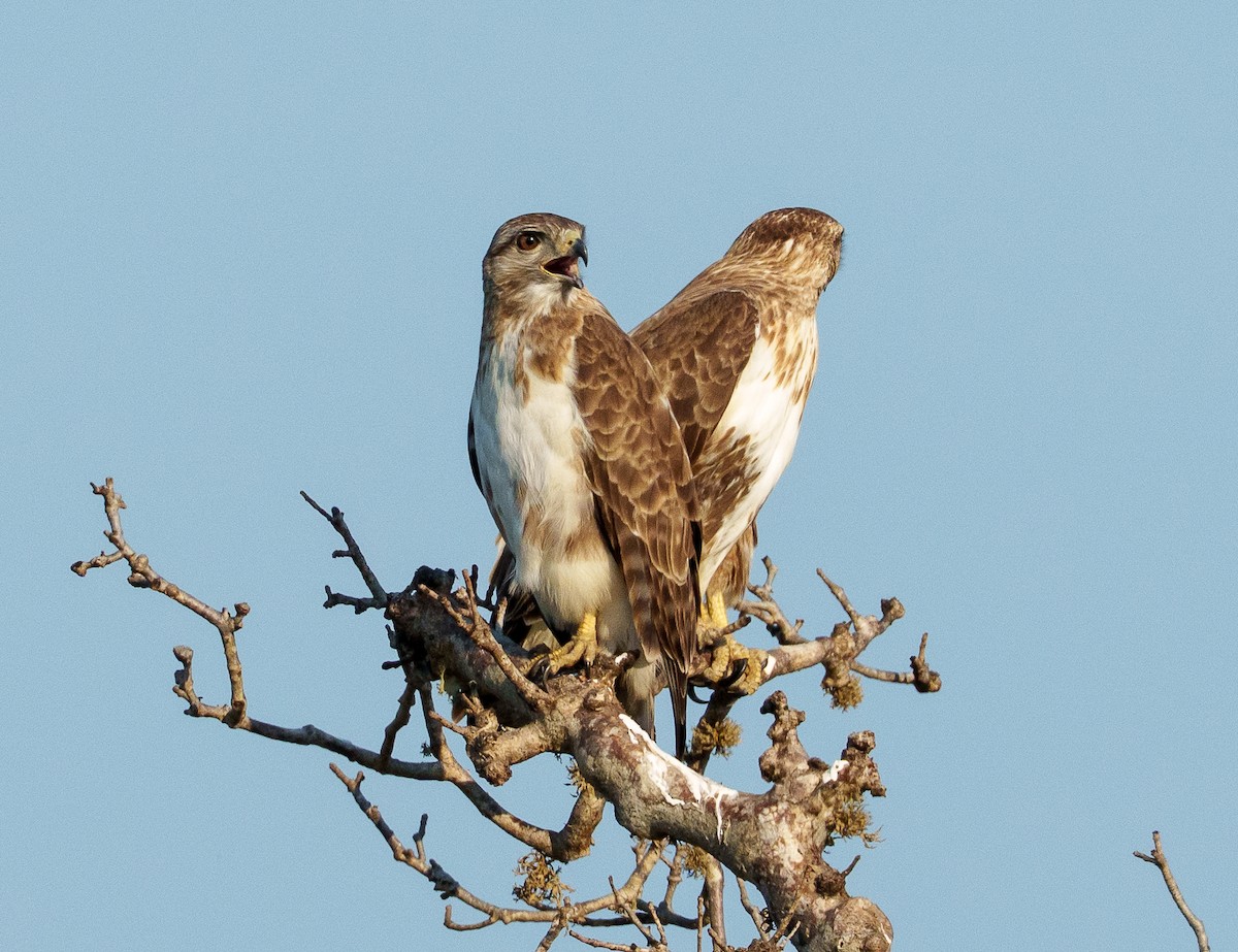 Madagascar Cuckoo-Hawk - ML646042049