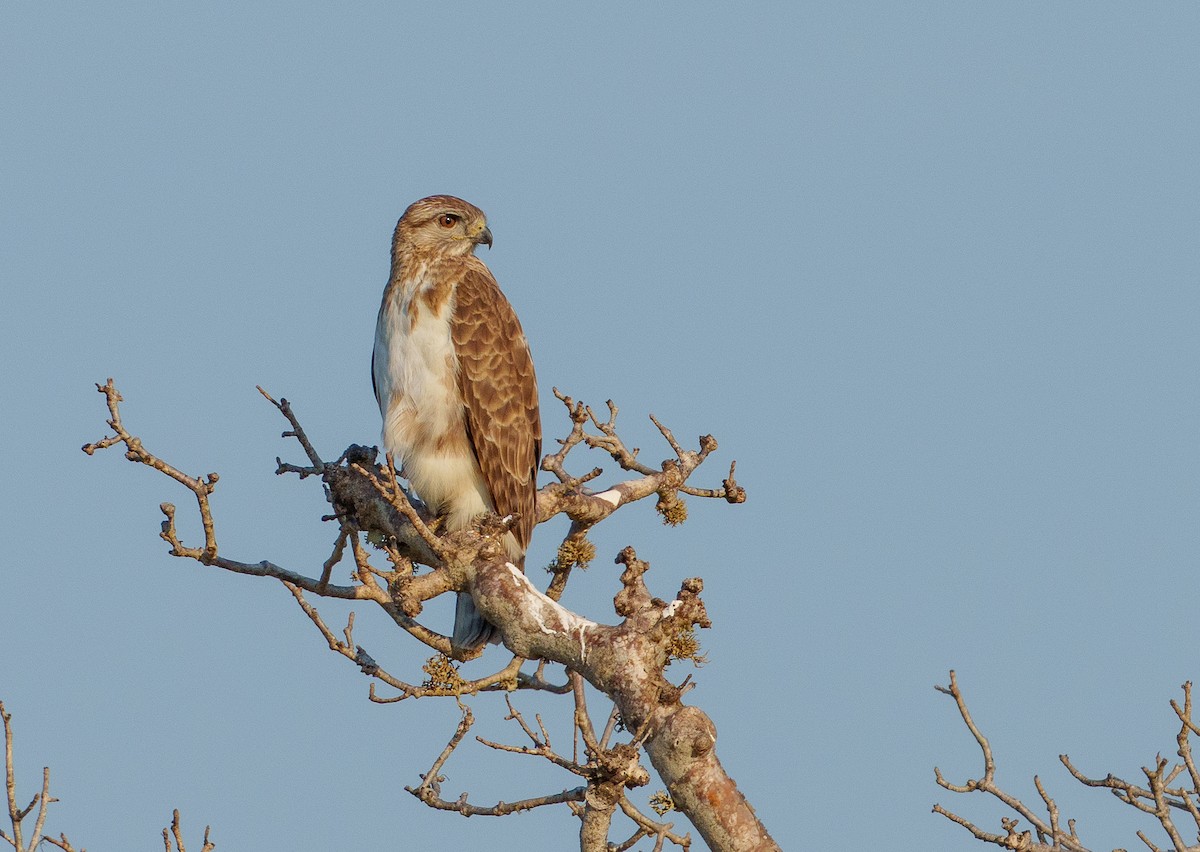 Madagascar Cuckoo-Hawk - ML646042050
