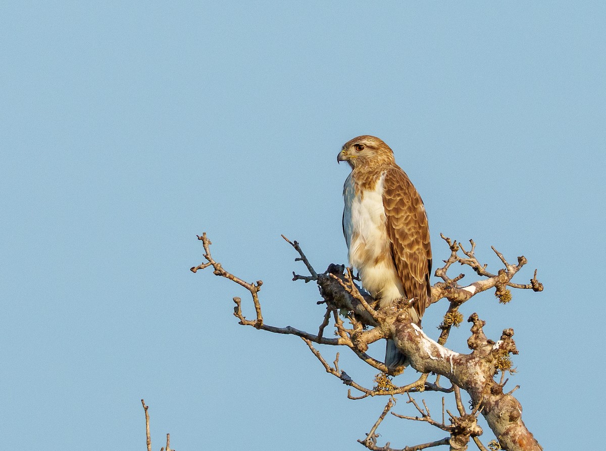 Madagascar Cuckoo-Hawk - ML646042051