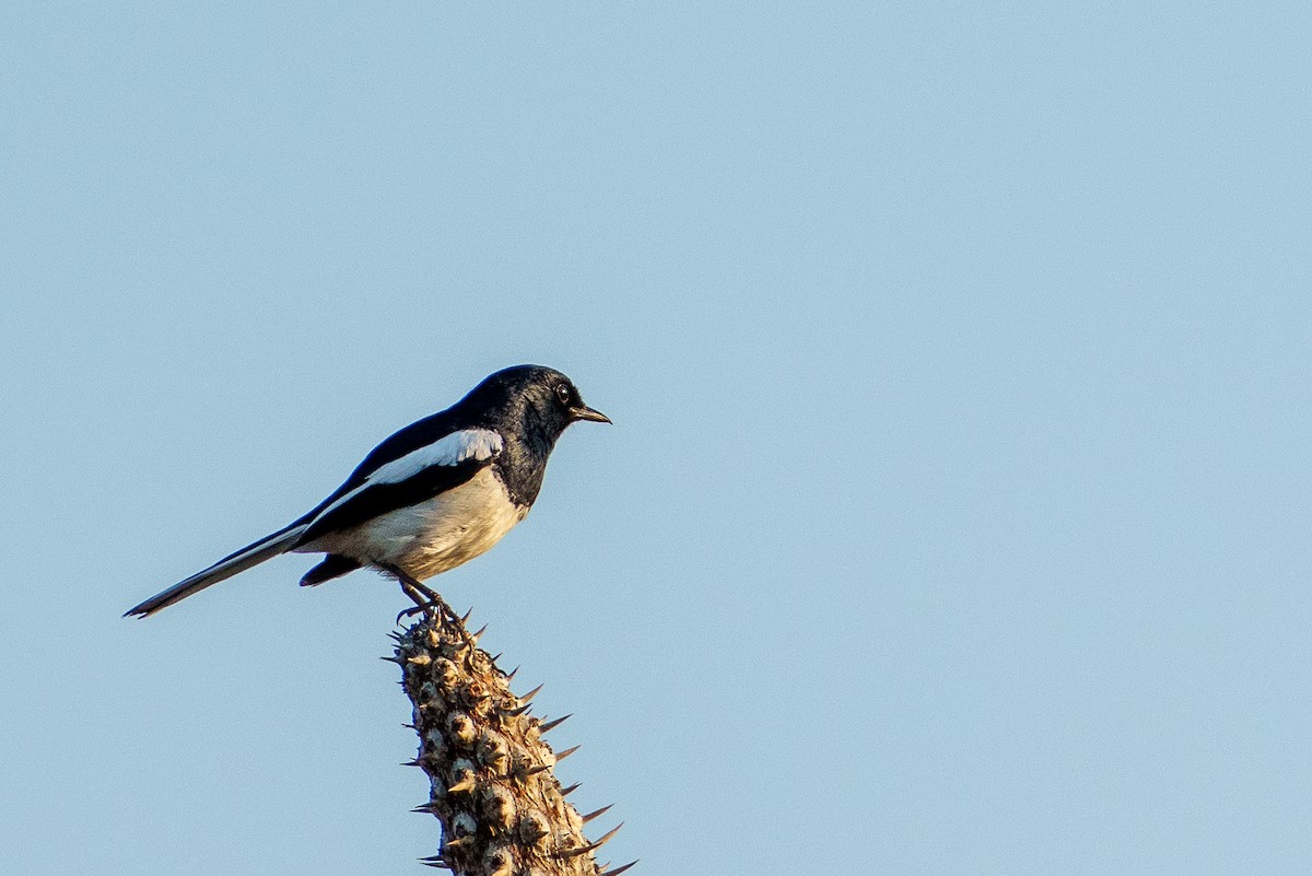 Madagascar Magpie-Robin - ML646042065