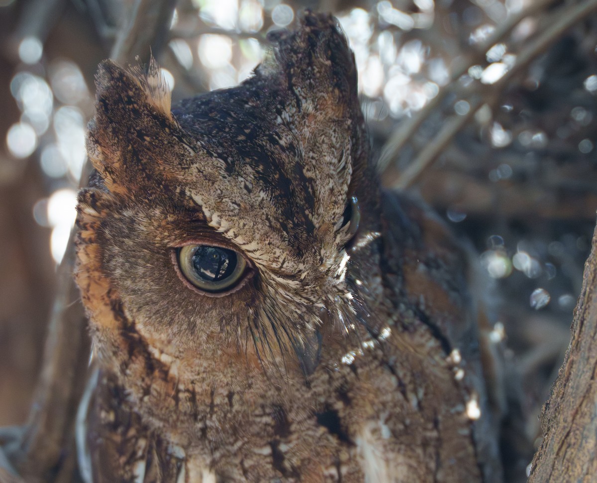 Madagascar Scops-Owl - ML646042077