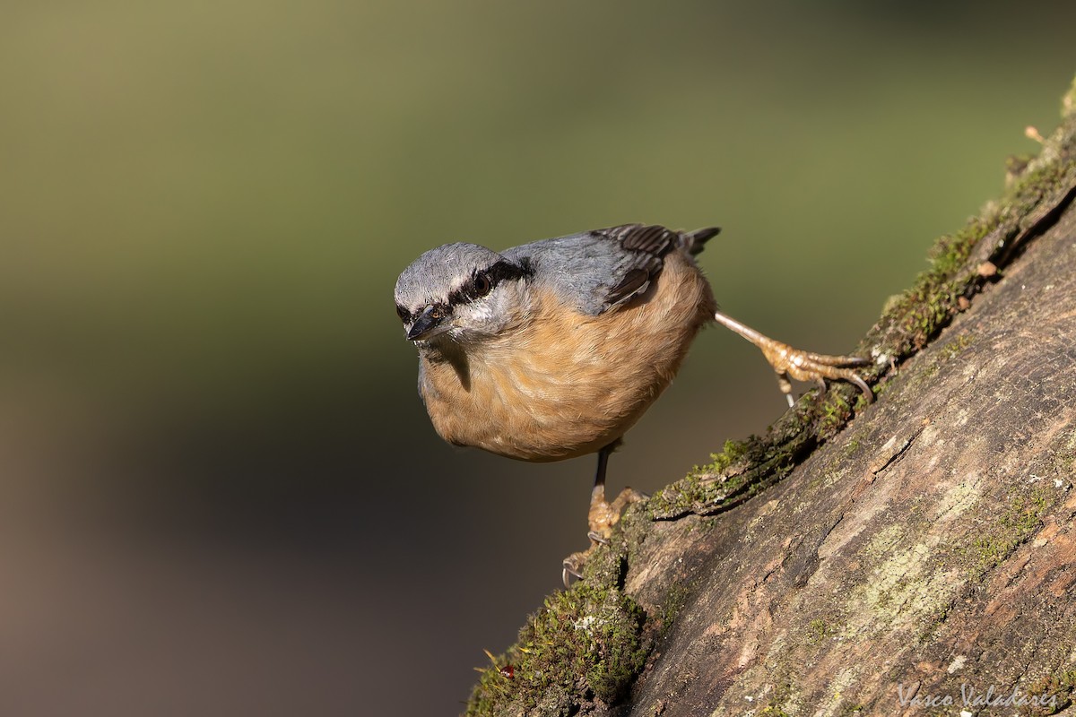 spettmeis - ML646042080