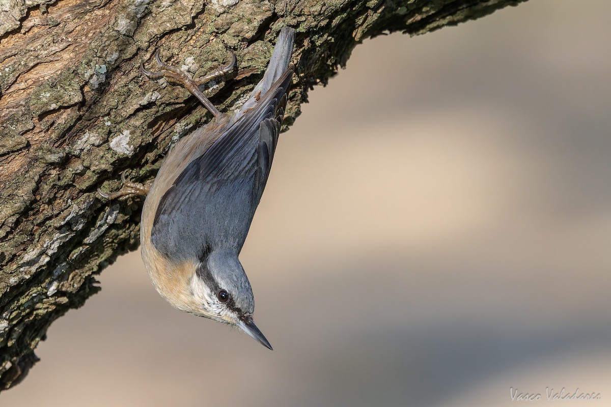 spettmeis - ML646042086