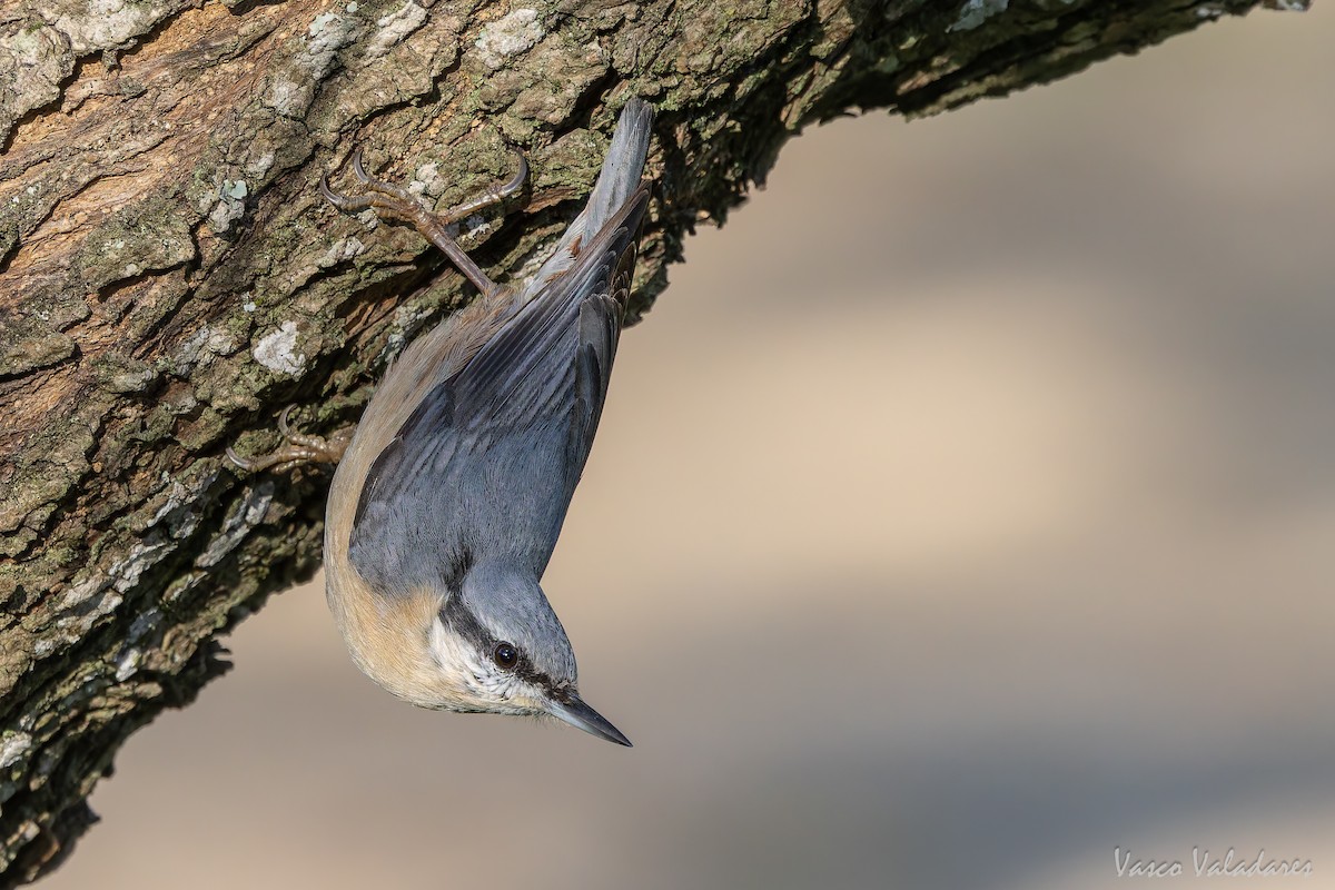 spettmeis - ML646042089