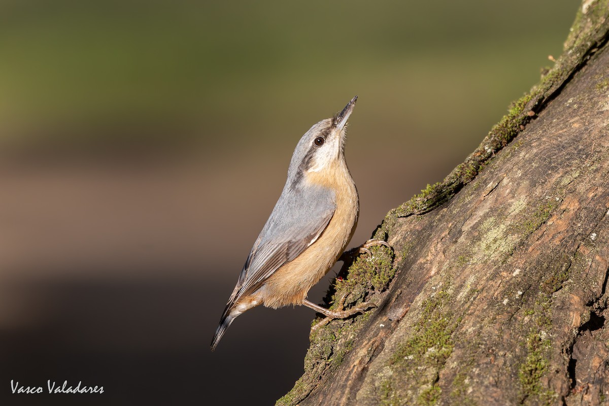 spettmeis - ML646042090