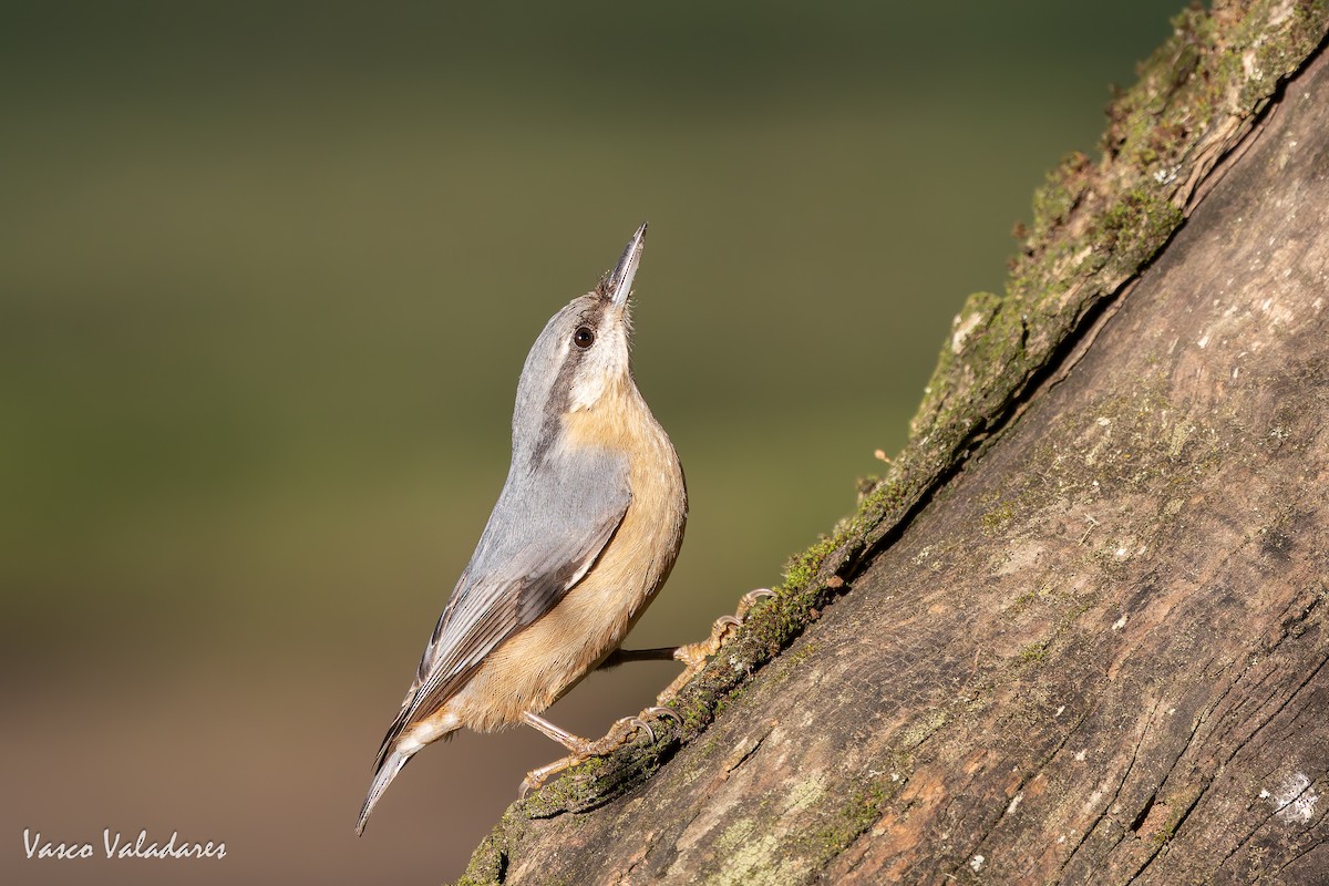 spettmeis - ML646042091