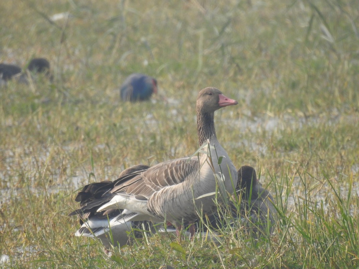 grågås - ML646042092