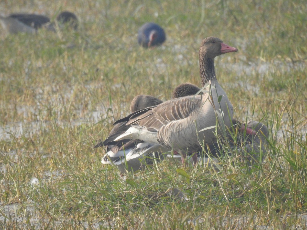 grågås - ML646042093