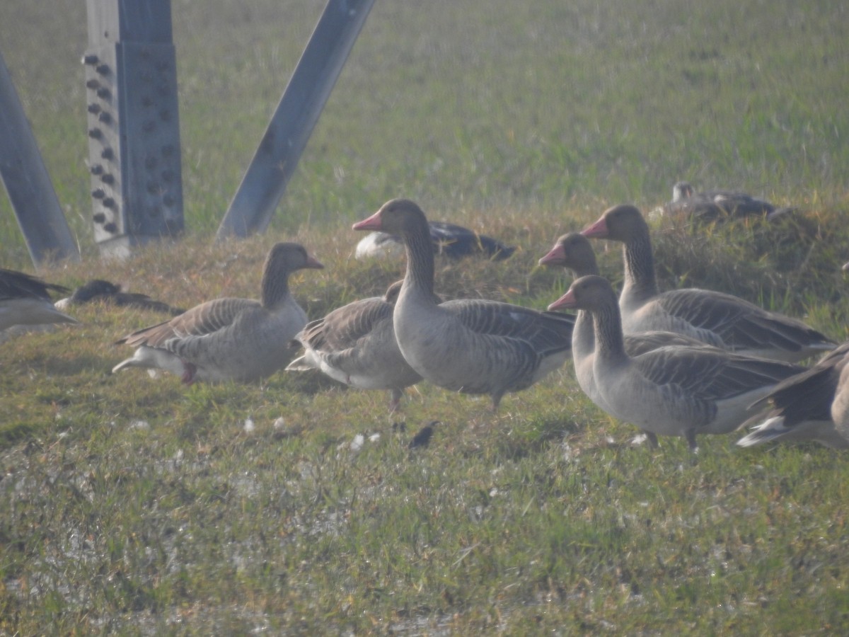 grågås - ML646042095