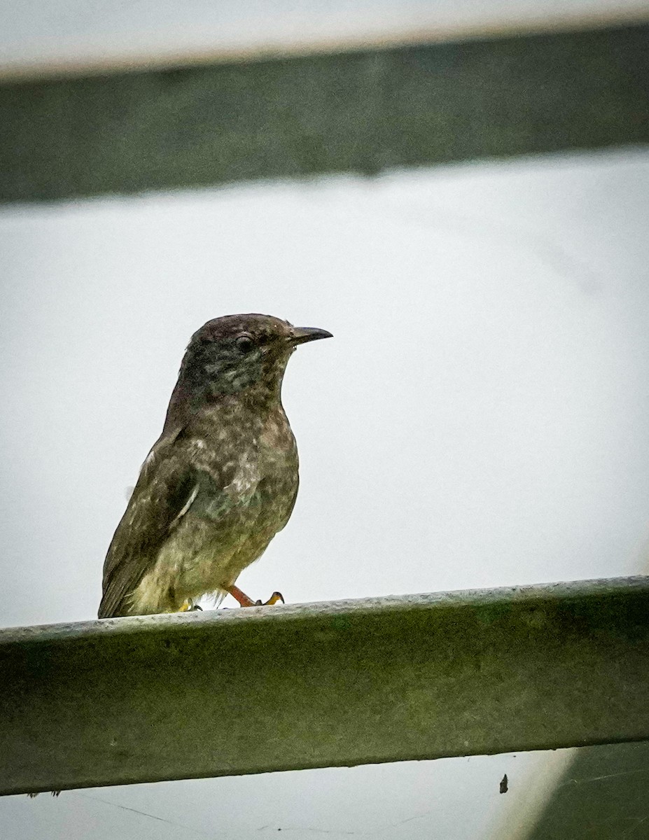 spurvegjøk - ML646042096