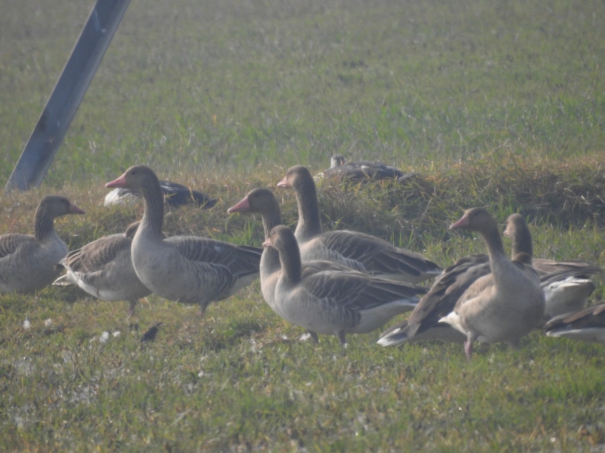 grågås - ML646042097