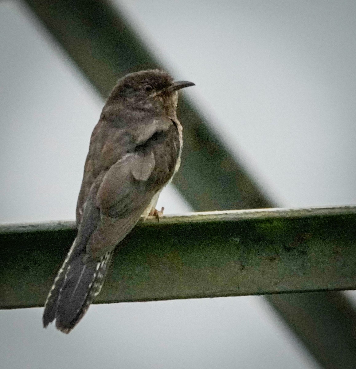 spurvegjøk - ML646042098