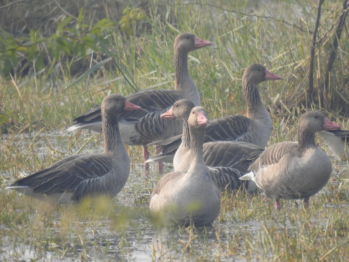 grågås - ML646042099