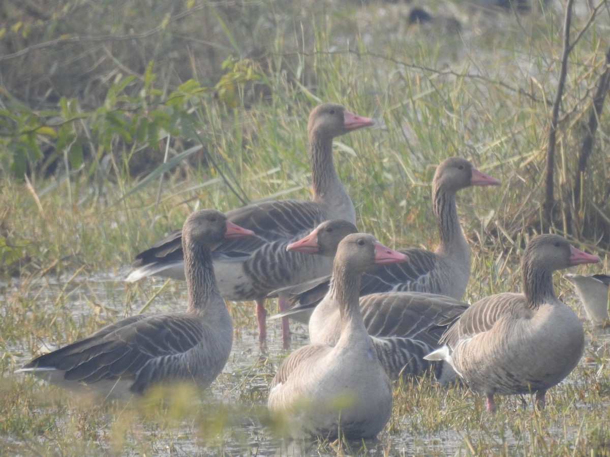 grågås - ML646042100