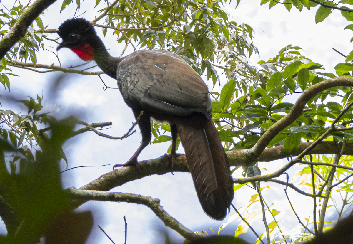 parykkhokko - ML646042101