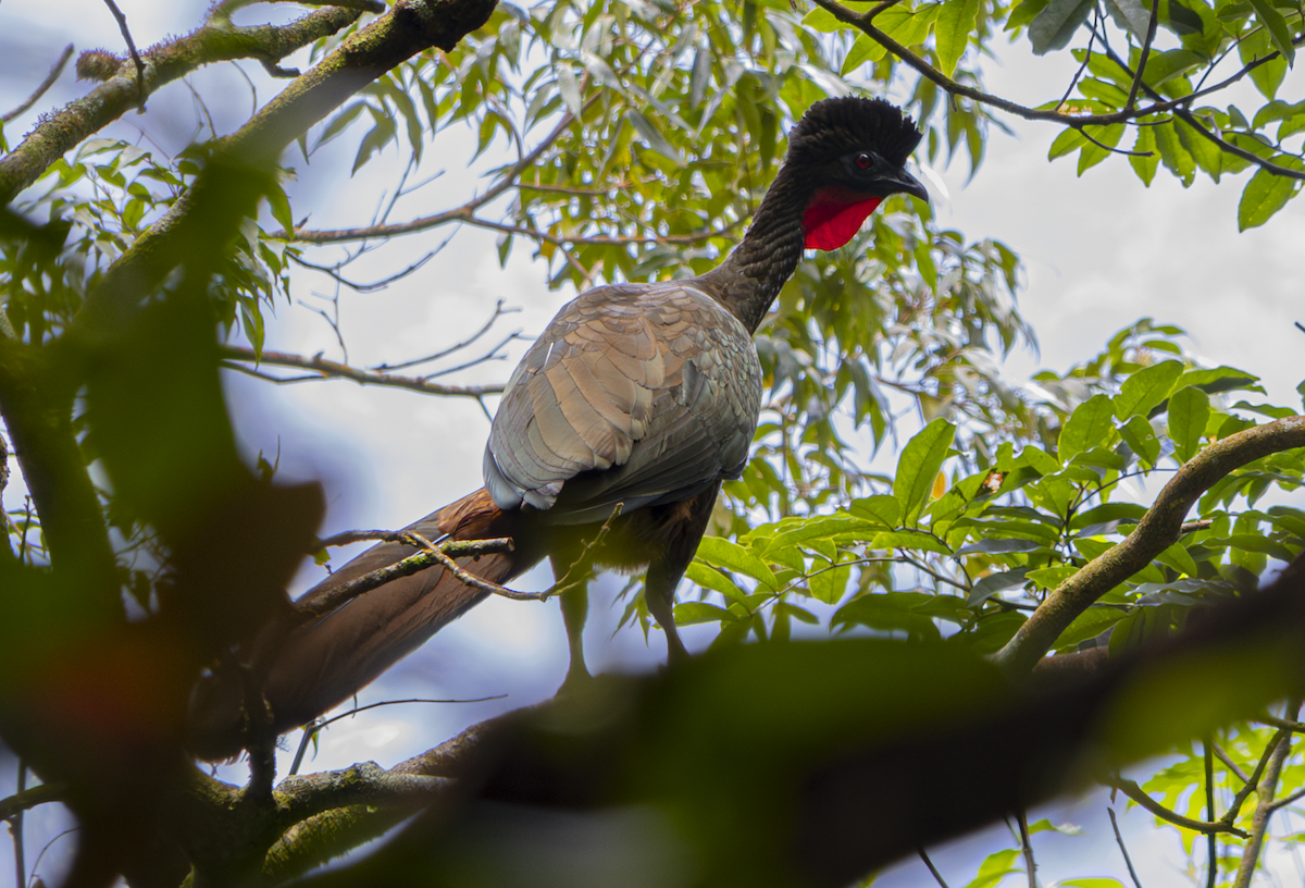 parykkhokko - ML646042102