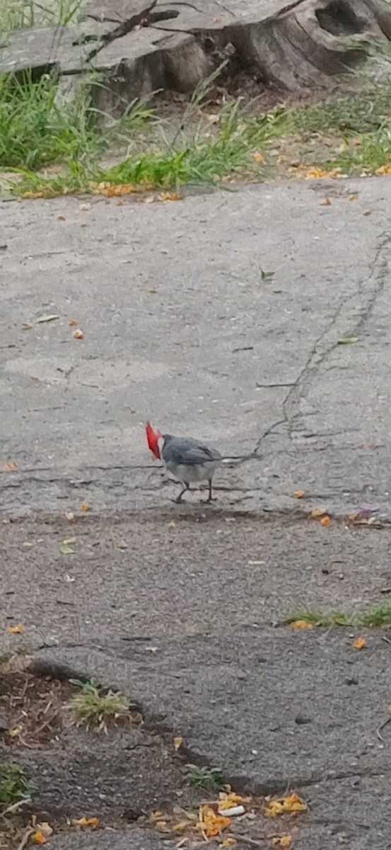 gråkardinal - ML646042103