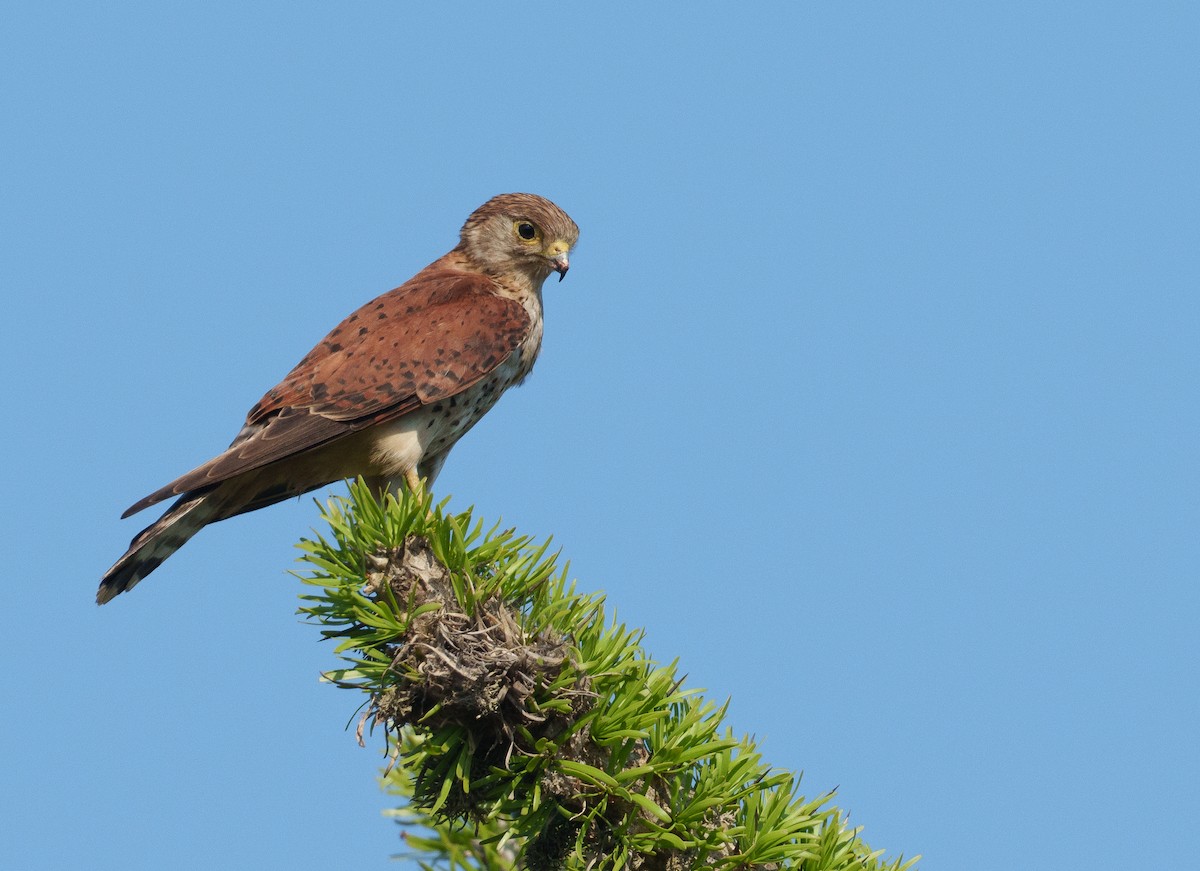 madagaskarfalk - ML646042104