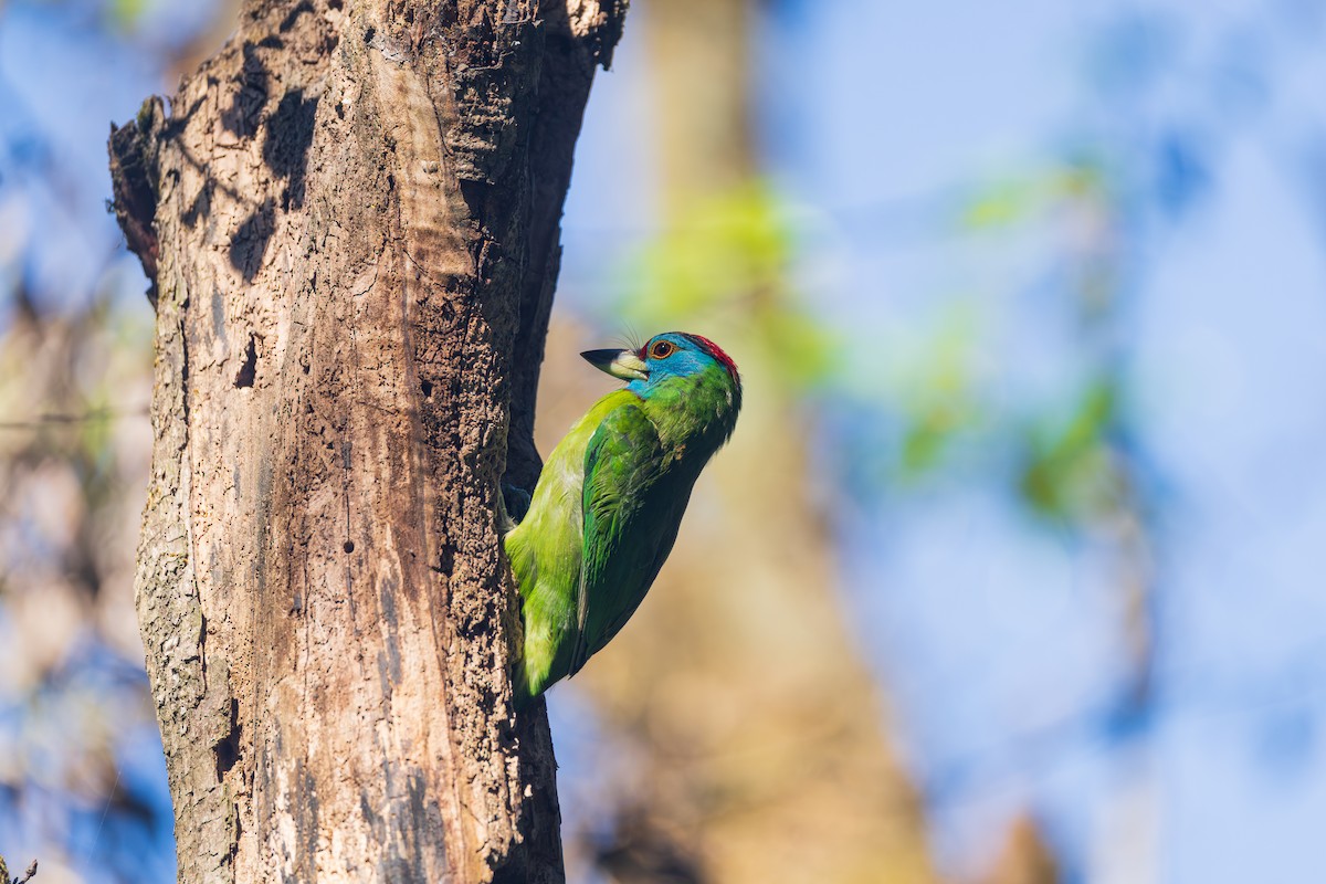 Blue-throated Barbet - ML646042106