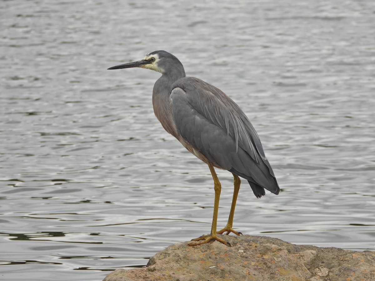 hvitmaskehegre - ML646042107