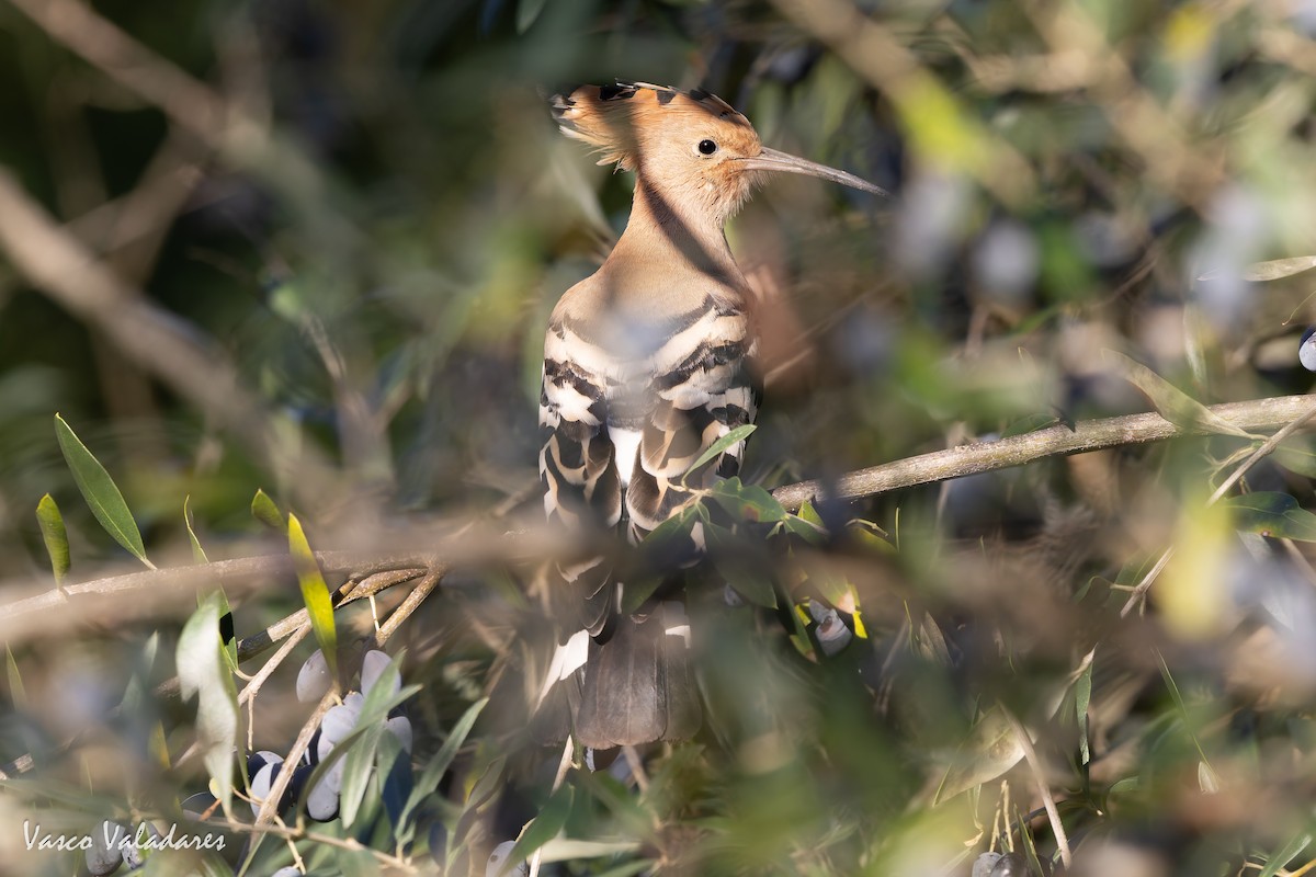 hærfugl - ML646042109