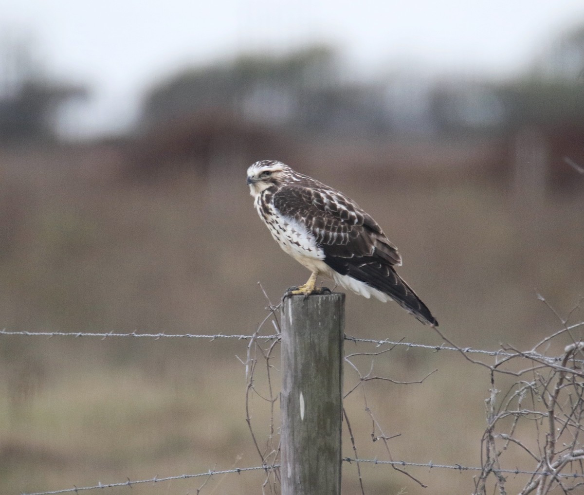 Swainson's Hawk - ML646042110