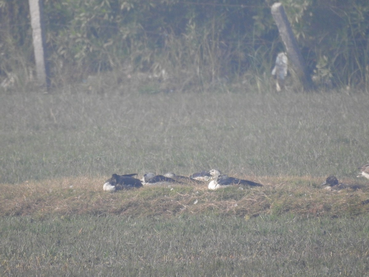 kamand - ML646042114