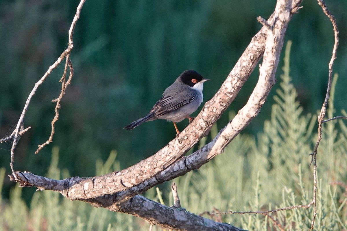 svarthodesanger - ML646042115