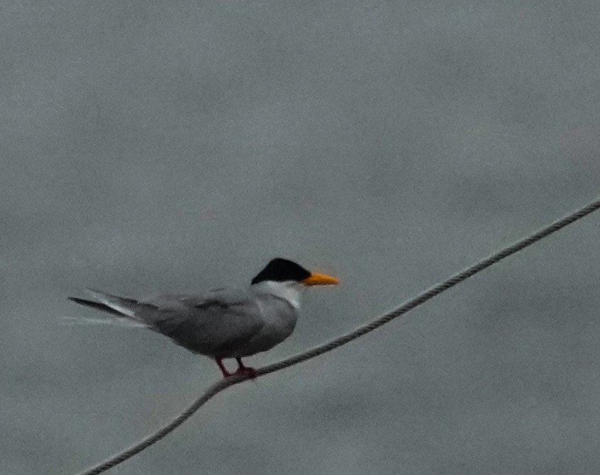 flodterne - ML646042116