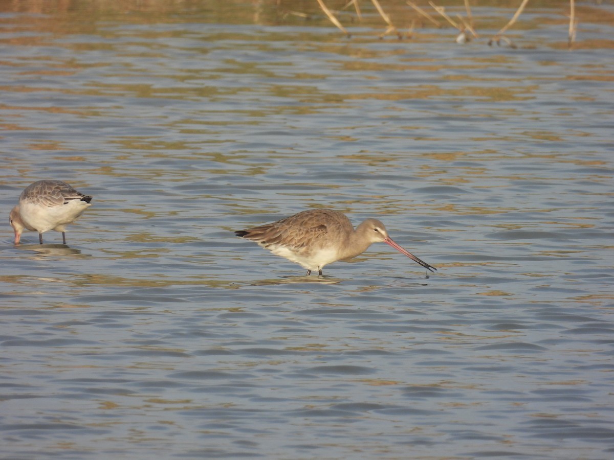 svarthalespove - ML646042117