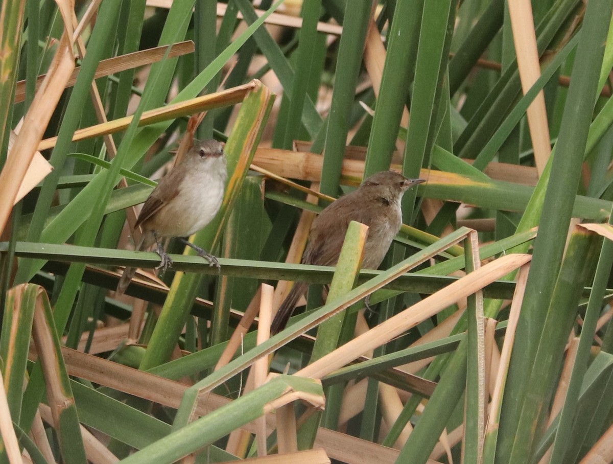 Lesser Swamp Warbler - ML646042123