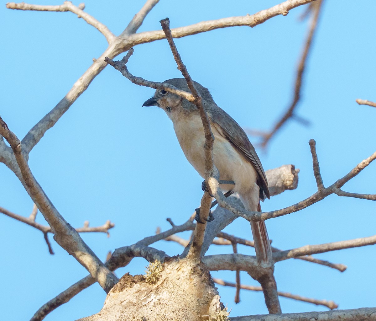 Red-tailed Vanga - ML646042124