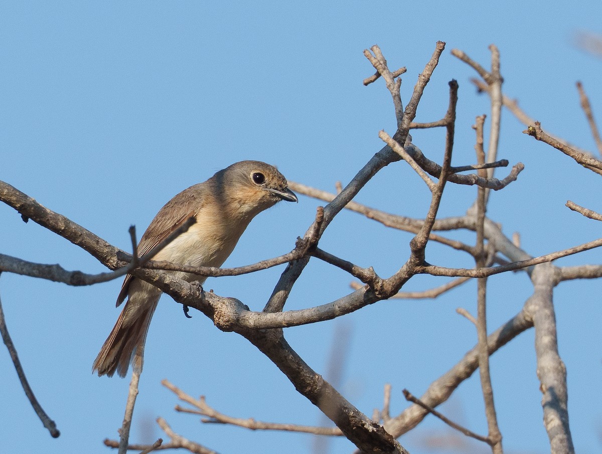 Red-tailed Vanga - ML646042125