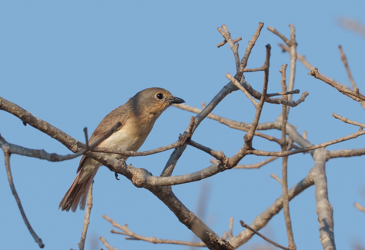 Red-tailed Vanga - ML646042126