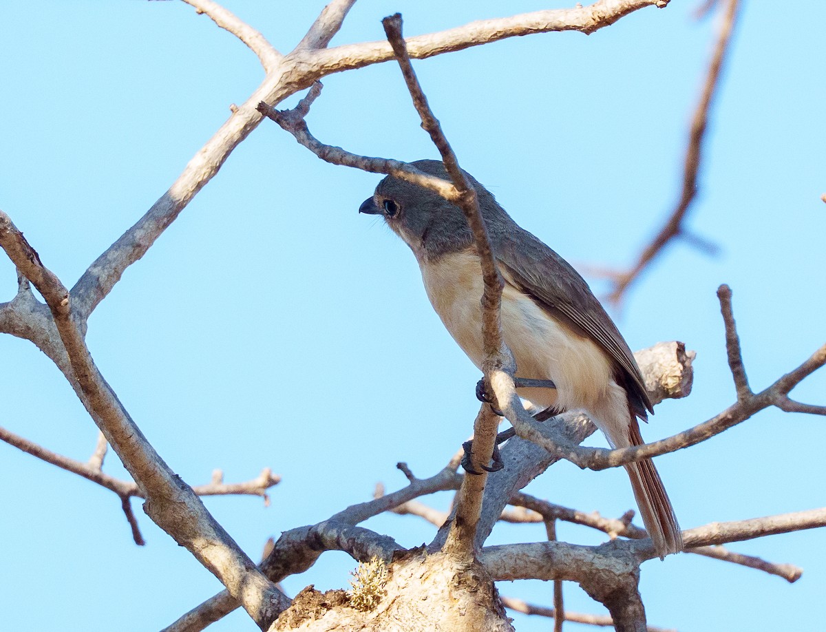 Red-tailed Vanga - ML646042127