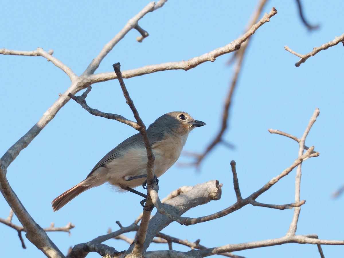 Red-tailed Vanga - ML646042128