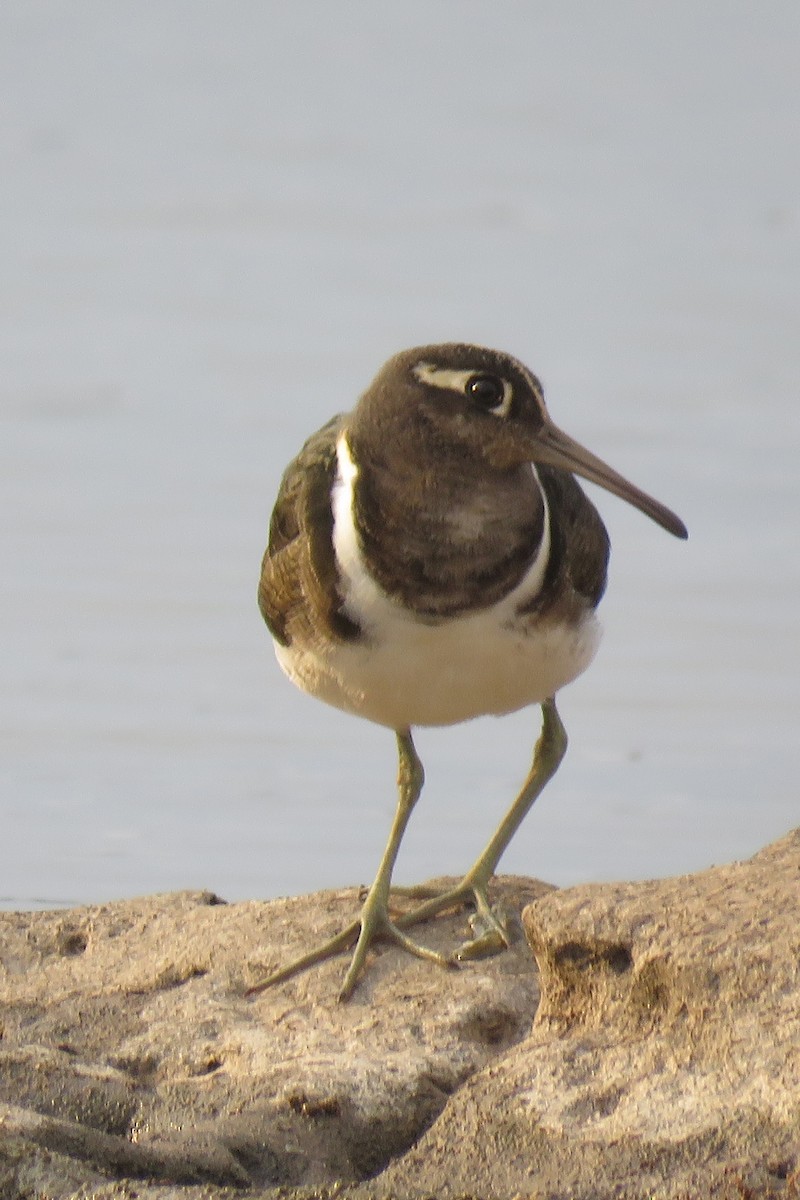 Greater Painted-Snipe - ML646042129