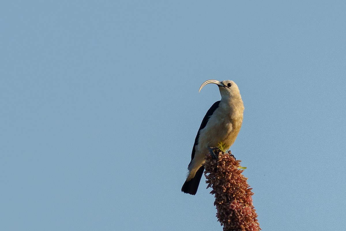 Sickle-billed Vanga - ML646042139