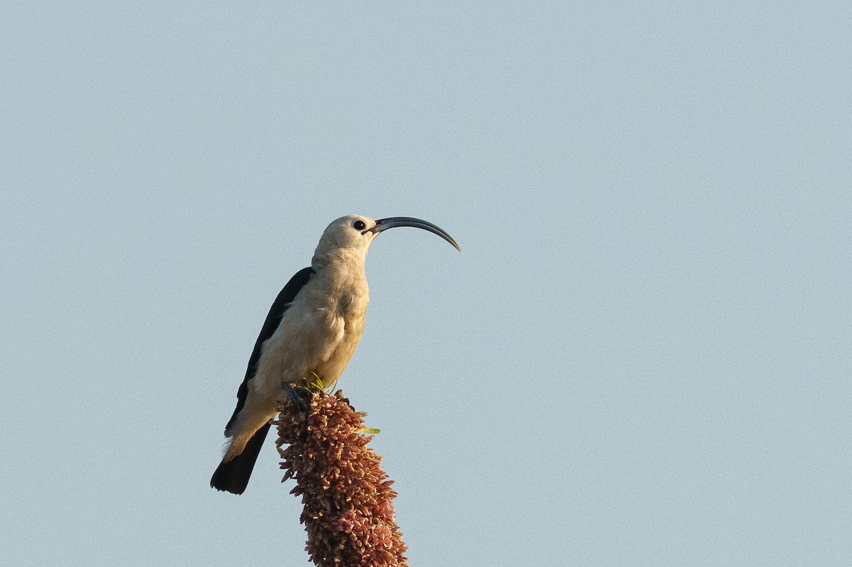 Sickle-billed Vanga - ML646042140