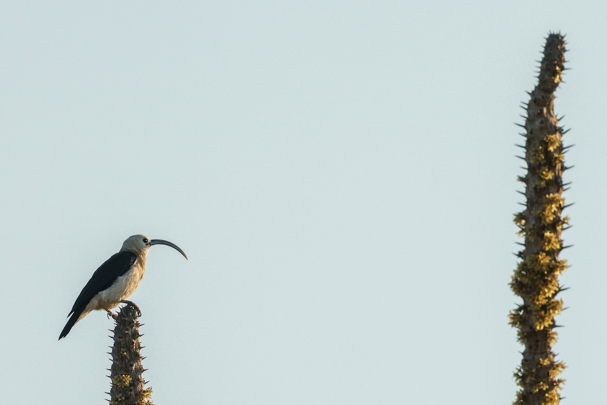 Sickle-billed Vanga - ML646042141